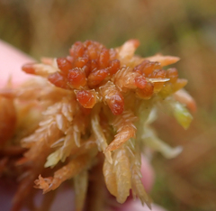 Sphagnum palustre