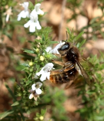 Xylocopa cantabrita