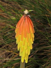 Kniphofia