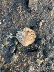 Clinocardium nuttallii