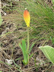 Kniphofia