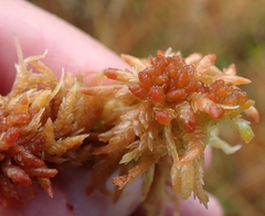 Sphagnum palustre