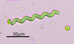 Arthrospira jenneri
