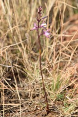 Eulophia hians hians