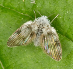 Psychodidae