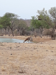 Giraffa camelopardalis giraffa