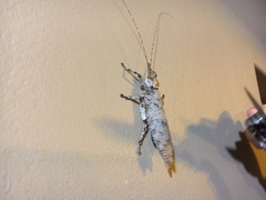 Cymatomera denticollis