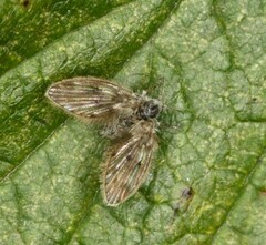 Psychodidae