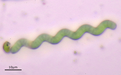 Arthrospira jenneri