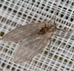 Psychodidae