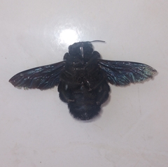 Xylocopa frontalis