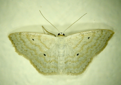 Scopula immutata