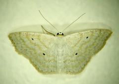 Scopula immutata