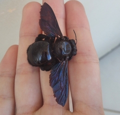 Xylocopa frontalis