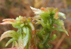 Sphagnum