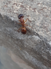 Camponotus sansabeanus