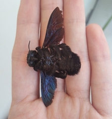 Xylocopa frontalis