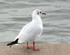 Chroicocephalus ridibundus