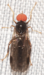Syneches thoracicus