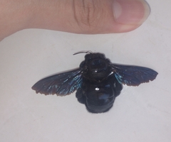 Xylocopa frontalis
