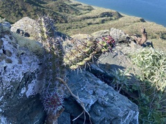 Stenocereus gummosus