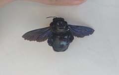 Xylocopa frontalis