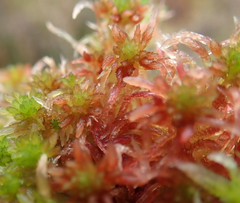 Sphagnum subnitens