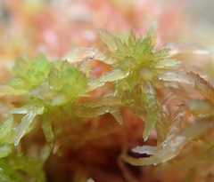 Sphagnum subnitens