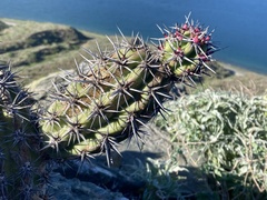 Stenocereus gummosus