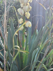 Yucca gloriosa