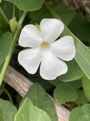 Thunbergia neglecta