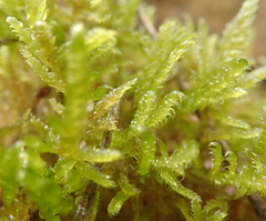 Hypnum jutlandicum