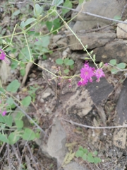 Mirabilis viscosa