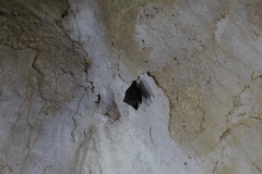 Peropteryx