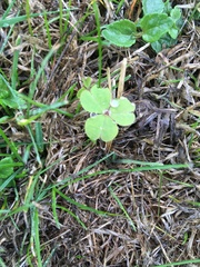 Oxalis exilis