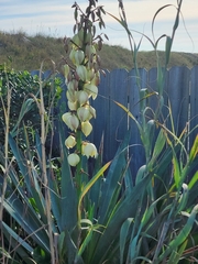 Yucca gloriosa