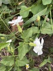 Thunbergia neglecta