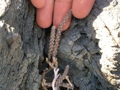 Peniocereus striatus