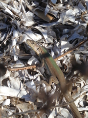 Podarcis melisellensis