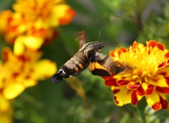 Macroglossum