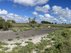Mecardonia procumbens