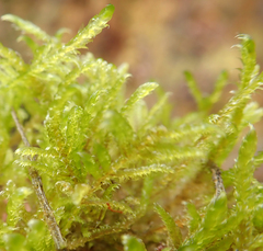 Hypnum jutlandicum