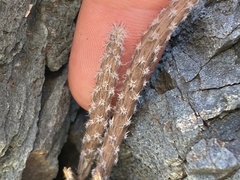 Peniocereus striatus