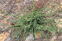 Genista tridentata