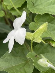 Thunbergia neglecta