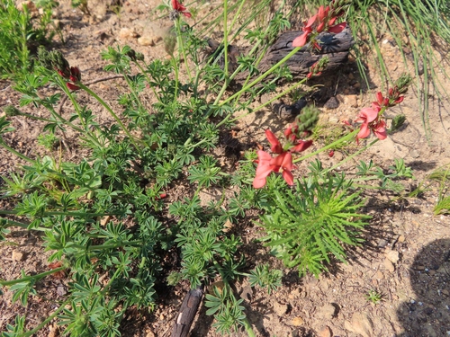 Image of Indigofera digitata by (c) linkie, some rights reserved (CC BY)