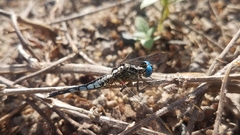 Acisoma attenboroughi