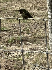 Archilochus colubris