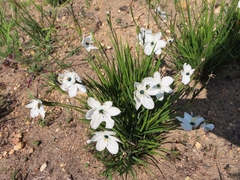 Aristea cantharophila