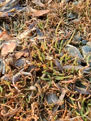 Salicornia pacifica